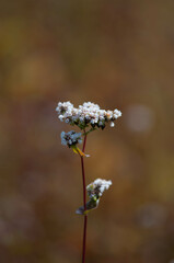 Łąska kwiatów w sierpniu, kwiaty polne © Freshfanpage