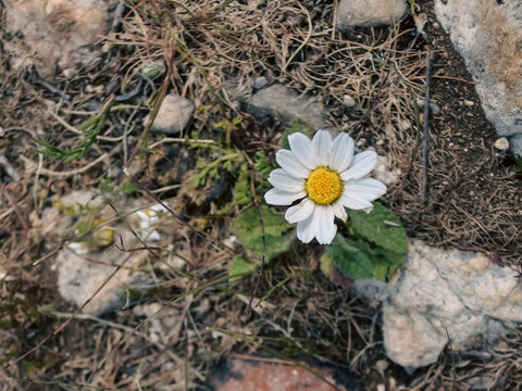 A tiny daisy living among small stones. Maybe Anacyclus Clavatus.