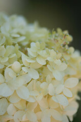 hortensja biała, kwiat hortensji na plakat, decorations © Freshfanpage