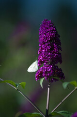 Motyle, motyl kolorowy na kwiatach w ogrodzie.  © Freshfanpage