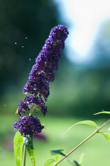 Motyle, motyl kolorowy na kwiatach w ogrodzie.  © Freshfanpage