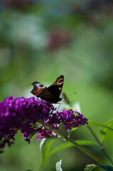 Motyle, motyl kolorowy na kwiatach w ogrodzie.  © Freshfanpage