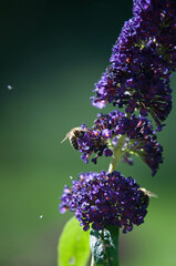 Motyle, motyl kolorowy na kwiatach w ogrodzie.  © Freshfanpage