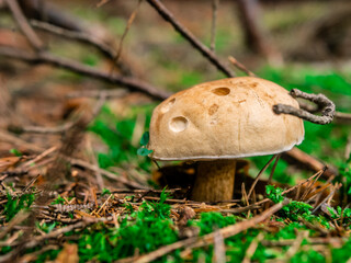 Beautiful mushroom hog growing in the grass color