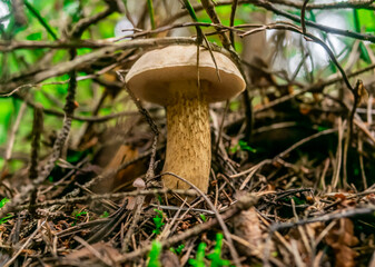 Beautiful mushroom hog growing in the grass color