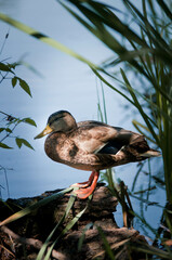 Kaczka na stawie, pływająca kaczka © Freshfanpage