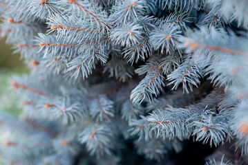 Naklejka na ściany i meble Fir tree closeup, evergreen background, Christmas, New Year