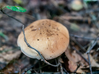 Beautiful mushroom hog growing in the grass color