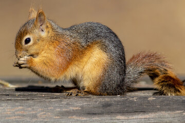 Cute Squirrel eating peanut. 