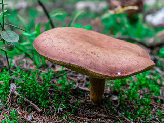 Beautiful mushroom hog growing in the grass