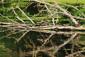 View of the pond with a large tree