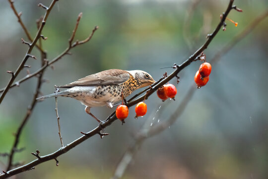 Fieldfare plucks at apple in rain