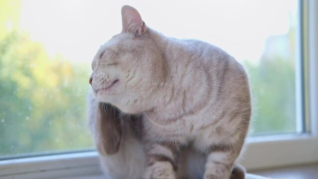 Cat is scratching his ear, itches. Slow motion