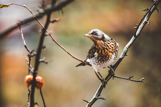 fieldfare on a branch in the rain