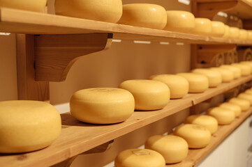 wheels of cheese in a maturing storehouse dairy cellar on wood shelves
- 654471652