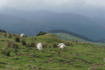 grazing land on mountain range with herd of sheep in Basque Country on a autumn day, Aiako Harria or Penas de Aya, Guipuzcoa, Basque Country