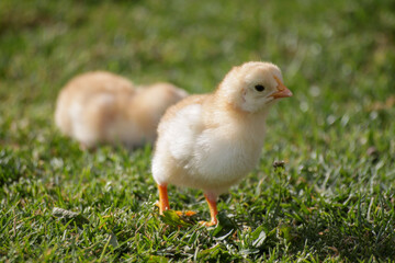 chick on the green grass in the farm, closeup of photo
