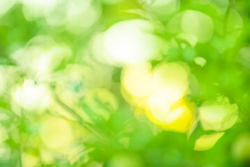 Obraz premium Natural bokeh blurred green plants landscape as background