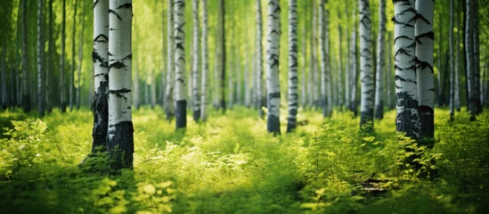 Foto op Canvas Beautiful nature landscape with birch trees grove in the morning fog. © paul