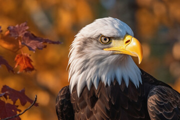 Obraz premium Wildlife Majestic eagle in the wild