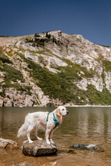 English Cream Golden Retriever Hiking at St. Mary's Glacier in the Colorado Mountains During the Summer