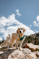 English Cream Golden Retriever Hiking at St. Mary's Glacier in the Colorado Mountains During the Summer