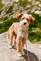 Cavapoo Cockapoo Mixed Breed Poodle Dog Hiking at St. Mary's Glacier in the Colorado Mountains During the Summer