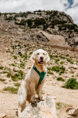 English Cream Golden Retriever Hiking at St. Mary's Glacier in the Colorado Mountains During the Summer