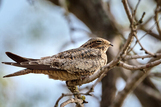 Lesser nighthawk (Chordeiles acutipennis) resting in a tree in the Rio Grande Valley, Bentsen-State Park, Mission, Texas