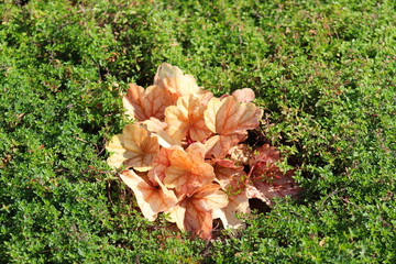 Plants for a rock garden, rock garden