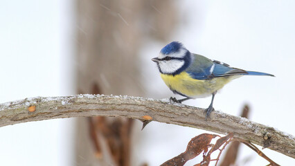 Cute Blue Tit winter snowy scene.
