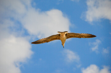 Seagal flying above in the blue sky showing its wings span
