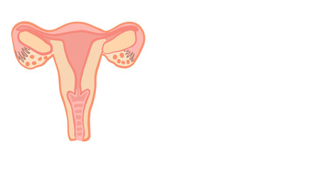 Vector illustration of female reproductive organ