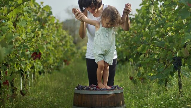 Young kid trampling or stomping grapes in vineyard. Traditional producing wine concept