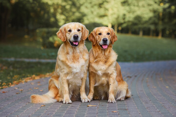 two Labrador Golder Retriever dogs sitting on the road in the park at sunset in autumn