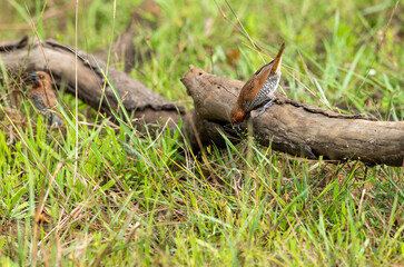 The scaly-breasted munia or spotted munia, known in the pet trade as the nutmeg mannequin or spice finch, is a sparrow-sized estrildid finch native to tropical Asia.