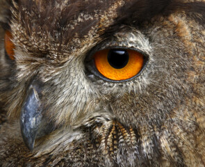 yellow and black eye and beak of the owl with thick plumage
