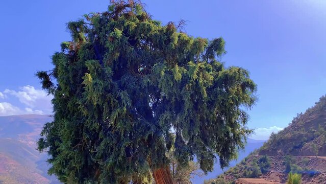 trees in the mountains