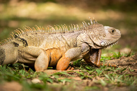 iguana a la bista
