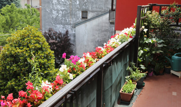 balcony of a terrace with the blooming flowers of begonias in spring to decorate the house