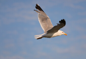 gull with yellow beak with outstretched wings flies high in the blue sky