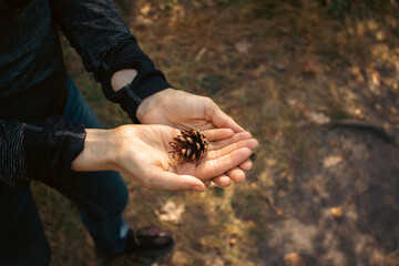 Pinecone in open hands. Nature conservation. Cone in open palm hands in sunlight. Beauty in nature. Natural decoration. Woman holding pinecone in hands. Woman in the forest.