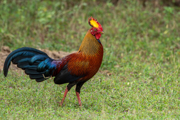 Sri Lankan (Ceylon) forest birds, Galluslafayettii, male, in forest habitat, Sinharaja Reserve, Sri...