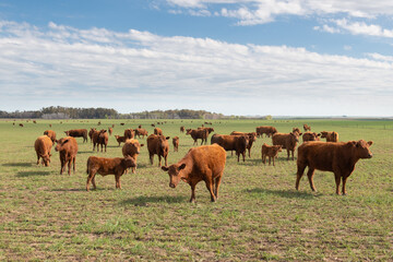 Herd of cattle in a green field