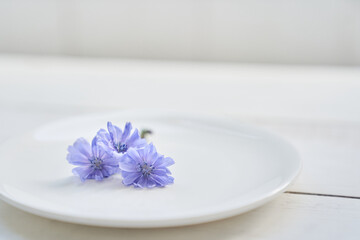 Obraz na płótnie Canvas Close-up of chicory flowers lying on a saucer, on a white background. Beautiful wild blue or purple flowers, Beautiful background, with space to copy. High quality photo