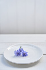 Chicory flowers in a saucer with space to copy, on a white background. Beautiful wild blue or purple flowers. High quality photo