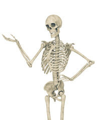 skeleton in presenting pose on close up view