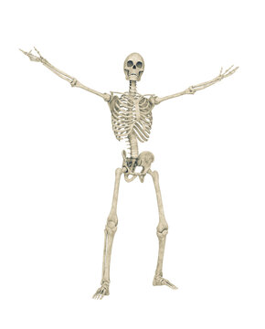 skeleton in a victorious pose