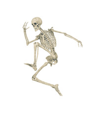 skeleton is jumping in action
