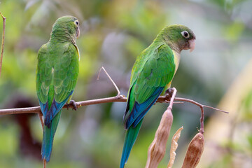 caatinga parakeet, eupsittula cactorum